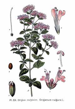 Origanum vulgare